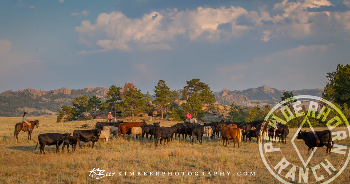 Horses and Cattle at the Powderhorn Ranch Douglas, Wyoming